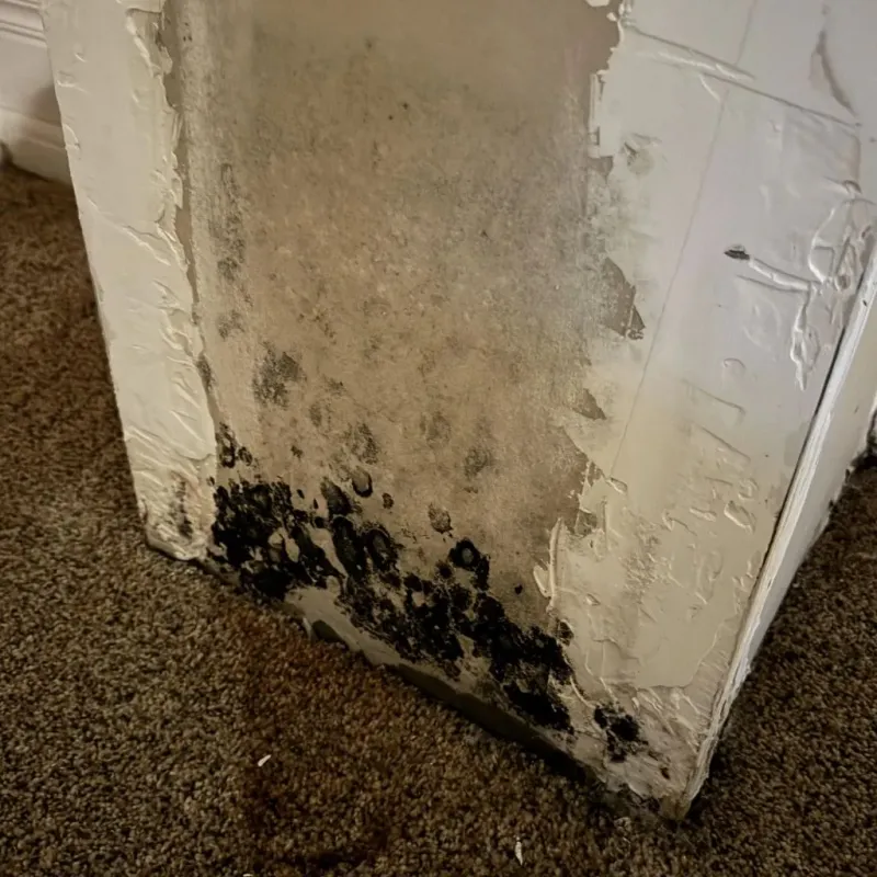 Professional Mold Removal in Bowling Green, VA